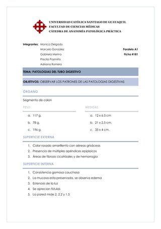 UNIVERSIDAD CATÓLICA SANTIAGO DE GUAYAQUIL
                    FACULTAD DE CIENCIAS MÉDICAS
                    CÁTEDRA DE ANATOMÍA PATOLÓGICA PRÁCTICA



Integrantes: Monica Delgado
              Marcelo Gonzalez                                  Paralelo A1
              Gabriela Merino                                   Ficha #181
              Priscila Pazmiño
              Adriana Romero

TEMA: PATOLOGIAS DEL TUBO DIGESTIVO


OBJETIVOS: OBSERVAR LOS PATRONES DE LAS PATOLOGIAS DIGESTIVAS


ÓRGANO

Segmento de colon

PESO                                       MEDIDAS

   a. 117 g.                                  a. 12 x 6.5 cm

   b. 78 g.                                   b. 21 x 2.5 cm.

   c. 196 g.                                  c. 33 x 4 cm.

SUPERFICIE EXTERNA

   1. Color rosado amarillento con aéreas grisáceas
   2. Presencia de múltiples apéndices epiploicos
   3. Áreas de fibrosis cicatrízales y de hemorragia

SUPERFICIE INTERNA

   1. Consistencia gomosa cauchosa
   2. La mucosa esta preservada, se observa edema
   3. Estenosis de la luz
   4. Se aprecian fístulas
   5. La pared mide 2, 2.2 y 1.5
 