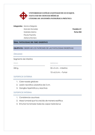 UNIVERSIDAD CATÓLICA SANTIAGO DE GUAYAQUIL
                 FACULTAD DE CIENCIAS MÉDICAS
                 CÁTEDRA DE ANATOMÍA PATOLÓGICA PRÁCTICA



Integrantes: Monica Delgado
           Marcelo Gonzalez                                         Paralelo A1
           Gabriela Merino                                           Ficha #24
           Priscila Pazmiño
           Adriana Romero

TEMA: PATOLOGIAS DEL TUBO DIGESTIVO


OBJETIVOS: OBSERVAR LOS PATRONES DE LAS PATOLOGIAS DIGESTIVAS


ÓRGANO

Segmento de intestino

PESO                                       MEDIDAS

245 g.                                     35 x 5 cm. - Intestino

                                           12 x 6.5 cm. – Tumor

SUPERFICIE EXTERNA

   1. Color rosado grisáceo
   2. Lesión necrótica ulcerativa de 5 cm.
   3. Ganglios hipertróficos y reactivos

SUPERFICIE INTERNA

   1. Consistencia cauchosa
   2. Masa tumoral que ha crecido de manera exofítica
   3. El tumor ha tomado todas las capas hasta las luz
 