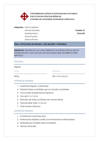 UNIVERSIDAD CATÓLICA SANTIAGO DE GUAYAQUIL
                  FACULTAD DE CIENCIAS MÉDICAS
                  CÁTEDRA DE ANATOMÍA PATOLÓGICA PRÁCTICA



Integrantes: Monica Delgado
            Marcelo Gonzalez                                        Paralelo A1
            Gabriela Merino                                          Ficha #29
            Priscila Pazmiño
            Adriana Romero

TEMA: PATOLOGIAS DE HÍGADO, VÍAS BILIARES Y PÁNCREAS


OBJETIVOS: IDENTIFICAR LAS CARACTERISTICAS MACROSCOPICAS QUE SE
EVIDENCIAN EN CADA UNA DE LAS PATOLOGIAS QUE OCURREN A NIVEL
HEPATICO


ÓRGANO

Hígado

PESO                                       MEDIDAS

604 g.                                     20 x 16.5 x 6.4 cm.

SUPERFICIE EXTERNA

   1. Superficie irregular, multinodular
   2. Presenta áreas cicatrízales que son bandas cicatrízales:
   3. Circunscribe al parénquima hepático
   4. Van de 0.1 a 1.2 cm
   5. Extensión de todos sus lóbulos de manera difusa
   6. Vesícula biliar mide 7 x 2.6 cm
   7. Color rosado verduzco

SUPERFICIE INTERNA

   1. Consistencia cauchosa dura
   2. Parénquima hepático similar con formaciones multinodulares:
   3. Rodeados por amplias áreas cicatrízales
   4. Fibrosos retractiles
 