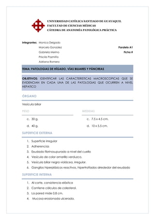 UNIVERSIDAD CATÓLICA SANTIAGO DE GUAYAQUIL
                    FACULTAD DE CIENCIAS MÉDICAS
                    CÁTEDRA DE ANATOMÍA PATOLÓGICA PRÁCTICA



Integrantes: Monica Delgado
              Marcelo Gonzalez                                        Paralelo A1
              Gabriela Merino                                             Ficha #
              Priscila Pazmiño
              Adriana Romero

TEMA: PATOLOGIAS DE HÍGADO, VÍAS BILIARES Y PÁNCREAS


OBJETIVOS: IDENTIFICAR LAS CARACTERISTICAS MACROSCOPICAS QUE SE
EVIDENCIAN EN CADA UNA DE LAS PATOLOGIAS QUE OCURREN A NIVEL
HEPATICO


ÓRGANO

Vesícula biliar

PESO                                         MEDIDAS

   c. 30 g.                                        c. 7.5 x 4.5 cm.

   d. 40 g.                                        d. 10 x 5.5 cm.

SUPERFICIE EXTERNA

   1. Superficie irregular
   2. Adherencias
   3. Exudado fibrinosupurado a nivel del cuello
   4. Vesícula de color amarillo verduzco,
   5. Vesícula biliar negra violácea, irregular.
   6. Ganglios hiperplásicos reactivos, hipertrofiados alrededor del exudado

SUPERFICIE INTERNA

   1. Al corte, consistencia elástica
   2. Contiene cálculos de colesterol.
   3. La pared mide 0,8 cm.
   4.   Mucosa erosionada ulcerada.
 
