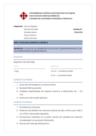 UNIVERSIDAD CATÓLICA SANTIAGO DE GUAYAQUIL
                      FACULTAD DE CIENCIAS MÉDICAS
                      CÁTEDRA DE ANATOMÍA PATOLÓGICA PRÁCTICA



Integrantes: Monica Delgado
                Marcelo Gonzalez                                         Paralelo A1
                Gabriela Merino                                           Ficha # 03
                Priscila Pazmiño
                Adriana Romero

TEMA: PATOLOGÍA DIGESTIVA GÁSTRICA


OBJETIVOS: CONOCER LAS DIFERENTES PATOLOGIAS GASTROINTESTINALES CON
SUS ALTERACIONES MACROSCÓPICAS


ÓRGANO

Segmento de estómago

PESO                                          MEDIDAS

116 g.                                        16 cm. – curvatura mayor

                                              5 cm. – curvatura menor

SUPERFICIE EXTERNA

   1. Zonas de hemorragia en curvatura menor.
   2. Exudado fibrinosupurado.
   3. Capilares hipertrofiados de aspecto reactivo e inflamatorio (0.1 – 0.2
         cm).
   4. Serosa de color rosado grisáceo.

SUPERFICIE INTERNA

   1. Consistencia cauchosa.
   2. Presencia de pérdida de sustancia (ulcera) de tipo crónico que mide 2
         cm x 0.8 cm de bordes irregulares.
   3. Formaciones nodulares en la parte central con perdida de sustancia
         considerable con exudado inflamatorio.
   4. Mucosa de color gris blanquecino.
 