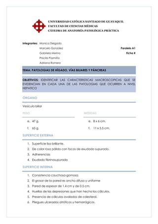 UNIVERSIDAD CATÓLICA SANTIAGO DE GUAYAQUIL
                      FACULTAD DE CIENCIAS MÉDICAS
                      CÁTEDRA DE ANATOMÍA PATOLÓGICA PRÁCTICA



Integrantes: Monica Delgado
                Marcelo Gonzalez                                 Paralelo A1
                Gabriela Merino                                      Ficha #
                Priscila Pazmiño
                Adriana Romero

TEMA: PATOLOGIAS DE HÍGADO, VÍAS BILIARES Y PÁNCREAS


OBJETIVOS: IDENTIFICAR LAS CARACTERISTICAS MACROSCOPICAS QUE SE
EVIDENCIAN EN CADA UNA DE LAS PATOLOGIAS QUE OCURREN A NIVEL
HEPATICO


ÓRGANO

Vesícula biliar

PESO                                      MEDIDAS

   e. 47 g.                                  e. 8 x 6 cm.

   f.   65 g.                                f.   11 x 5.5 cm.

SUPERFICIE EXTERNA

   1. Superficie lisa brillante.
   2. De color rosa pálido con focos de exudado supurado.
   3. Adherencias
   4. Exudado fibrinosupurado

SUPERFICIE INTERNA

   1. Consistencia cauchosa-gomosa.
   2. El grosor de la pared es ancho difuso y uniforme
   3. Pared de espesor de 1.4 cm y de 0.5 cm.
   4. Huellas de las depresiones que han hecho los cálculos.
   5. Presencia de cálculos ovalados de colesterol.
   6. Pliegues ulcerados atróficos y hemorrágicos.
 