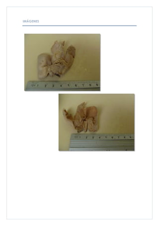 IMÁGENES
 