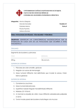 UNIVERSIDAD CATÓLICA SANTIAGO DE GUAYAQUIL
                   FACULTAD DE CIENCIAS MÉDICAS
                   CÁTEDRA DE ANATOMÍA PATOLÓGICA PRÁCTICA



Integrantes: Monica Delgado
             Marcelo Gonzalez                                     Paralelo A1
             Gabriela Merino                                          Ficha #
             Priscila Pazmiño
             Adriana Romero

TEMA: PATOLOGIAS DE HÍGADO, VÍAS BILIARES Y PÁNCREAS


OBJETIVOS: IDENTIFICAR LAS CARACTERISTICAS MACROSCOPICAS QUE SE
EVIDENCIAN EN CADA UNA DE LAS PATOLOGIAS QUE OCURREN A NIVEL
PANCREÁTICO


ÓRGANO

Segmento de duodeno y páncreas

PESO                                        MEDIDAS

393 g.                                      18 x 6.5 cm.

SUPERFICIE EXTERNA

   1. Páncreas de color amarillo- grisáceo
   2. Irregular con zonas de hemorragia
   3. Masa tumoral infiltrante mal delimitada que invade la serosa. Color:
         blanco grisáceo

SUPERFICIE INTERNA

   1. Consistencia cauchosa
   2. Masa tumoral del páncreas
   3. Superficie nodular irregular mal delimitada infiltrante
   4. Nódulos: (0.1-0.5cm)
   5. A nivel de la ampolla de váter: masa infiltrante sobreelevada polipoide
         (1.5cm)
   6. Tumor invade pared del duodeno hasta llegar a la mucosa
 