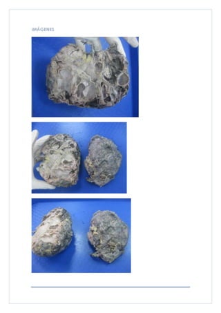 IMÁGENES
 