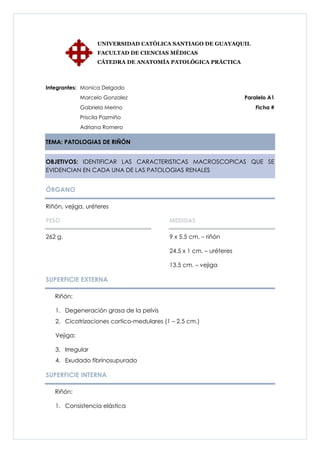 UNIVERSIDAD CATÓLICA SANTIAGO DE GUAYAQUIL
                   FACULTAD DE CIENCIAS MÉDICAS
                   CÁTEDRA DE ANATOMÍA PATOLÓGICA PRÁCTICA



Integrantes: Monica Delgado
             Marcelo Gonzalez                                       Paralelo A1
             Gabriela Merino                                            Ficha #
             Priscila Pazmiño
             Adriana Romero

TEMA: PATOLOGIAS DE RIÑÓN


OBJETIVOS: IDENTIFICAR LAS CARACTERISTICAS MACROSCOPICAS QUE SE
EVIDENCIAN EN CADA UNA DE LAS PATOLOGIAS RENALES


ÓRGANO

Riñón, vejiga, uréteres

PESO                                      MEDIDAS

262 g.                                    9 x 5.5 cm. – riñón

                                          24.5 x 1 cm. – uréteres

                                          13.5 cm. – vejiga

SUPERFICIE EXTERNA

   Riñón:

   1. Degeneración grasa de la pelvis
   2. Cicatrizaciones cortico-medulares (1 – 2.5 cm.)

   Vejiga:

   3. Irregular
   4. Exudado fibrinosupurado

SUPERFICIE INTERNA

   Riñón:

   1. Consistencia elástica
 