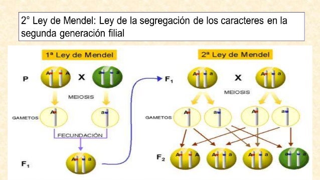 Primera ley de mendel