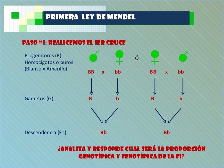 Primera Ley de Mendel