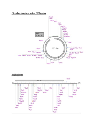 Circular structure using NEBcutter
Single cutters
 