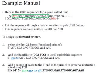 Primers and Probes | PDF