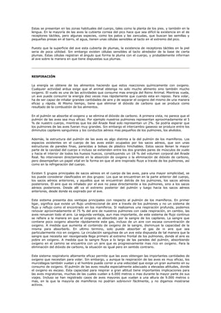 Estas se presentan en las zonas habituales del cuerpo, tales como la planta de los pies. y también en la
lengua. En la mayoría de las aves la cubierta cornea del pico hace que sea difícil la existencia en el de
receptores táctiles, pero algunas especies, como los patos y las zancudas, que buscan las semillas y
pequeñas presas en el barro, el agua, tienen unas células sensibles al tacto en el extremo del pico.

Puesto que la superficie del ave esta cubierta de plumas, la existencia de receptores táctiles en la piel
seria de poca utilidad. Sin embargo existen células sensibles al tacto alrededor de la base de cierta
plumas. Estas células registran el ángulo que forma la pluma con el cuerpo, y probablemente informan
al ave sobre la manera en que tiene dispuestas sus plumas.




RESPIRACIÓN

La energía se obtiene de los alimentos haciendo que estos reacciones químicamente con oxigeno.
Cualquier actividad ardua exige que el animal obtenga no solo mucho alimento sino también mucho
oxigeno. El vuelo es una de las actividades que consume mas energía del Reino Animal. Mientras vuela,
un ave puede consumir la energía diez veces mas rápidamente que cuando esta en reposo. Para volar,
ha de ser capaz de inhalar grandes cantidades de aire y de separar el oxigeno del mismo de una manera
eficaz y rápida. Al Mismo tiempo, tiene que eliminar el dióxido de carbono que se produce como
resultado de la combustión de los alimentos.

En el pulmón se absorbe el oxigeno y se elimina el dióxido de carbono. A primera vista, no parece que el
pulmón de las aves sea muy eficaz. Por ejemplo nuestros pulmones representan aproximadamente el 5
% de nuestro cuerpo, mientras que los del Ánade Real solo representan un 2%. Se podría esperar que
los pulmones de las aves fueran muy grandes. Sin embargo el intercambio gaseoso se produce entre los
diminutos capilares sanguíneos y los conductos aéreos mas pequeños de los pulmones, los alvéolos.

Además, la estructura del pulmón de las aves es algo distinta a la del pulmón de los mamíferos. Los
espacios existentes en el cuerpo de las aves están ocupados por los sacos aéreos, que son unas
estructuras de paredes finas, parecidas a bolsas de plástico hínchables. Estos sacos llenan la mayor
parte de la cavidad del cuerpo e incluso se extienden entre los dos grandes pares de músculos de vuelo
y hacia el interior de todos los huesos huecos, constituyendo un 18 % del volumen corporal del Ánade
Real. No intervienen directamente en la absorción de oxigeno o la eliminación de dióxido de carbono,
pero desempeñan un papel vital en la forma en que el aire inspirado fluye a través de los pulmones, así
como en la refrigeración del cuerpo.

Existen 5 grupos principales de sacos aéreos en el cuerpo de las aves, para una mayor simplicidad, se
los puede considerar clasificados en dos grupos: Los que se encuentran en la parte anterior del cuerpo,
los sacos aéreos anteriores, y aquellos que se encuentran detrás de los pulmones, los sacos aéreos
posteriores. El aire que es inhalado por el ave no pasa directamente a los pulmones, sino a los sacos
aéreos posteriores. Desde allí va el extremo posterior del pulmón y luego hacia los sacos aéreos
anteriores, desde donde es expirado por el ave.

Este sistema presenta dos ventajas principales con respecto al pulmón de los mamíferos. En primer
ligar, significa que existe un flujo unidireccional de aire a través de los pulmones y no un sistema de
flujo y reflujo como el encontrado en los mamíferos. Si realizamos una respiración profunda, podemos
renovar aproximadamente el 75 % del aire de nuestros pulmones con cada respiración, en cambio, las
aves renuevan todo el aire. La segunda ventaja, aun mas importante, de este sistema de flujo continuo
se refiere a la manera en que el oxigeno es absorbido por la sangre de los capilares. La sangre que
contiene poco oxigeno absorbe rápidamente este gas, incluso de un aire con escasa concentración de
oxigeno. A medida que aumenta el contenido de oxigeno de la sangre, disminuye la capacidad de la
misma para absorberlo. En ultimo termino, solo puede absorber el gas de in aire que sea
particularmente rico en oxigeno. La circulación sanguínea de un ave esta dispuesta de tal manera que la
sangre que necesita ser reoxigenada llega primero al extremo frontal de los pulmones, donde el aire es
pobre en oxigeno. A medida que la sangre fluye a lo largo de las paredes del pulmón, absorbiendo
oxigeno en el camino se encuentra con un aire que es progresivamente mas rico en oxigeno. Para la
eliminación del dióxido de carbono, la situación es igual pero en sentido contrario.

Este sistema respiratorio altamente eficaz permite que las aves obtengan las importantes cantidades de
oxigeno que necesitan para volar. Sin embargo, y aunque la respiración de las aves es muy eficaz, los
murciélagos también vuelan y el hombre puede correr a una velocidad que exige un gran aumento en su
consumo de oxigeno. El pulmón de las aves resulta especialmente adecuado a elevadas altitudes, donde
el oxigeno es escaso. Esta capacidad para respirar a gran altitud tiene importantes implicaciones para
las aves migratorias, muchas de las cuales vuelan a 6.000 metros o mas durante la mayor parte de sus
viajes. Incluso se han registrado casos de aves mayores que vuelan a una altura de 9.000 metros o
mas, en la que la mayoría de mamíferos no podrían sobrevivir fácilmente, y no digamos mostrarse
activos.
 