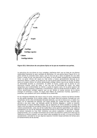 Figura III.1 Estructura de una pluma típica en la que se muestran sus partes.




La estructura de una pluma es muy compleja, podríamos decir que se trata de una lámina
subdividida finamente en gran cantidad de elementos. En una pluma típica (Figura III.1), la
parte central es conocida como raquis, que le sirve de eje y tiene el aspecto de una caña
hueca; a pesar de ser una estructura muy ligera, le da la rigidez necesaria para mantenerla
firme. La parte inferior del raquis es más ancha y hueca, generalmente desnuda se le
denomina cálamo o cañón, es la parte por la cual la pluma está insertada en la piel. El cañón
tiene en la parte inferior un orificio denominado ombligo inferior que es por donde la pluma
es alimentada durante su crecimiento. El cañón es hueco, puesto que la pluma es una
estructura muerta, como las uñas, y una vez que ha terminado de crecer, los vasos
sanguíneos que la alimentaban se retiran y queda el espacio vacío. En la parte superior del
cálamo el raquis empieza a aplanarse y encontramos, justo en donde termina el cálamo, otro
orificio denominado ombligo superior que es por donde el cuerpo laminar de la pluma
emergió al comenzar a crecer. El raquis está relleno de sustancias muertas, pigmentos y
proteínas, que quedaron ahí como resultado de su desarrollo.

En los márgenes laterales del raquis crece el vexilo, estructura a manera de lámina dividida
en dos partes opuestas. Es el cuerpo visible y de mayor área de la pluma, formado por una
complicada red de uñas entrelazadas llamadas bárbulas, que dan la textura de un tejido muy
ligero con la capacidad de soportar una carga pesada por unidad de área, principio que
permite a las aves volar. Las bárbulas parten de láminas delgadas y rectas en posición
perpendicular al raquis llamadas barbas, que se disponen en forma paralela a lo largo del
raquis como las hojas de una palma (Figura III.2). De las barbas se proyectan las bárbulas de
manera perpendicular, cada una de las cuales lleva varios ganchos (ganchillos), los cuales al
entrelazarse con los de las bárbulas adyacentes forman la intrincada red del vexilo. Obtener
la textura necesaria es muy fácil, tomemos una pluma cualquiera y abramos su tejido,
posteriormente, con un simple movimiento de la mano nos daremos cuenta de lo fácil que es
restituirle su textura original. Las aves hacen esto ayudadas de su pico, a lo que se le llama
acicalamiento, actividad en la que algunas especies invierten largos periodos de tiempo para
el mantenimiento de las plumas.
 