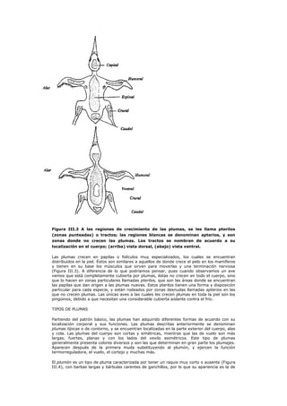 Figura III.3 A las regiones de crecimiento de las plumas, se les llama pterilos
(zonas punteadas) o tractos; las regiones blancas se denominan apterios, y son
zonas donde no crecen las plumas. Los tractos se nombran de acuerdo a su
localización en el cuerpo; (arriba) vista dorsal, (abajo) vista ventral.

Las plumas crecen en papilas o folículos muy especializados, los cuales se encuentran
distribuidos en la piel. Éstos son similares a aquellos de donde crece el pelo en los mamíferos
y tienen en su base los músculos que sirven para moverlas y una terminación nerviosa
(Figura III.3). A diferencia de lo que podríamos pensar, pues cuando observamos un ave
vemos que está completamente cubierta por plumas, éstas no crecen en todo el cuerpo, sino
que lo hacen en zonas particulares llamadas pterilos, que son las áreas donde se encuentran
las papilas que dan origen a las plumas nuevas. Estos pterilos tienen una forma y disposición
particular para cada especie, y están rodeados por zonas desnudas llamadas apterios en las
que no crecen plumas. Las únicas aves a las cuales les crecen plumas en toda la piel son los
pingüinos, debido a que necesitan una considerable cubierta aislante contra el frío.

TIPOS DE PLUMAS

Partiendo del patrón básico, las plumas han adquirido diferentes formas de acuerdo con su
localización corporal y sus funciones. Las plumas descritas anteriormente se denominan
plumas típicas o de contorno, y se encuentran localizadas en la parte exterior del cuerpo, alas
y cola. Las plumas del cuerpo son cortas y simétricas, mientras que las de vuelo son más
largas, fuertes, planas y con los lados del vexilo asimétricos. Este tipo de plumas
generalmente presenta colores diversos y son las que determinan en gran parte los plumajes.
Aparecen después de la primera muda substituyendo al plumón, y ejercen la función
termorreguladora, el vuelo, el cortejo y muchas más.

El plumón es un tipo de pluma caracterizada por tener un raquis muy corto o ausente (Figura
III.4), con barbas largas y bárbulas carentes de ganchillos, por lo que su apariencia es la de
 