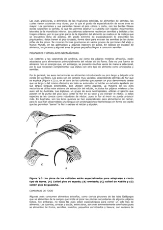 Las aves granívoras, a diferencia de las frugívoras estrictas, se alimentan de semillas, las
cuales tienen cubiertas muy duras, por lo que el grado de especialización de estas aves es
mayor. Los gorriones y sus parientes tienen el pico cónico y corto, con los bordes filosos
donde sostienen la semilla, lo que les permite destruir la cubierta con rápidos movimientos
laterales de la mandíbula inferior. Las palomas solamente recolectan semillas y bellotas y las
tragan enteras, por lo que gran parte de la digestión del alimento se realiza en la molleja que
se encuentra llena de piedras. Un grado extremo de especialización lo presentan los
piquituertos; éstos tienen el pico cruzado, forma ideal para extraer las semillas de las duras
piñas de los pinos. Se conocen formas granívoras en varios grupos de gorriones del Viejo y
Nuevo Mundo, en las gallináceas y algunas especies de patos. En épocas de escasez de
alimento, las jacanas y algunas aves de presa pequeñas llegan a consumir semillas.

PICAFLORES Y OTRAS AVES NECTARÍVORAS

Los colibríes y las calandrias de América, así como los pájaros mieleros africanos, están
adaptados para alimentarse primordialmente del néctar de las flores. Éste es una fuente de
aliniento rico en energía que, sin embargo, se presenta muchas veces de manera estacional,
por lo que necesitan complementar sus dietas con otro tipo de alimento como artrópodos y
semillas.

Por lo general, las aves nectarívoras se alimentan introduciendo su pico largo y delgado a la
corola de las flores. Los picos son de tamaño muy variable, dependiendo del tipo de flor que
se explota (Figura V.3) y, en el caso de los colibríes que poseen un pico denominado terete
que es largo y del mismo diámetro en toda su extensión, el néctar es extraído ayudado por
sus largas lenguas extensibles, que utilizan como popotes. La mayoría de las aves
nectarívoras utiliza este sistema de extracción del néctar, incluidos los pájaros mieleros y las
aves sol de Australia. Las diglosas, un grupo de aves neotropicales, utilizan el gancho que
poseen en la punta del pico para cortar la flor en su base y así extraer el néctar, a estas
especies se les conoce como robadores de néctar, pues la flor al morir no puede producir
más. En Australia, son los loros quienes se han especializado para alimentarse de néctar,
para lo cual han desarrollado una lengua con prolongaciones filamentosas en forma de cepillo
que les permiten "barrer" la flor y extraer el néctar y el polen.




Figura V.3 Los picos de los colibríes están especializados para adaptarse a cierto
tipo de flores. (A) Colibrí pico de espada; (B) ermitaño; (C) colibrí de Abeille y (D)
colibrí pico de guadaña.

COMIENDO DE TODO

Algunas aves consumen alimentos extraños, como ciertos pinzones de las islas Galápagos
que se alimentan de la sangre que brota al picar las plumas secundarias de algunos pájaros
bobos. Sin embargo, no todas las aves están especializadas para comer un solo tipo de
alimento. Los cuervos, urracas y cucús, entre otros, son aves eminentemente omnívoras pues
se alimentan de frutos, semillas, insectos, pequeños vertebrados y basura; son capaces de
 