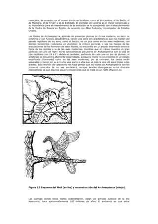 conocidos, de acuerdo con el museo donde se localizan, como el de Londres, el de Berlín, el
de Maxberg, el de Teyler y el de Eichstätt. El ejemplar de Londres es el mejor conservado y
su importancia para el entendimiento de la evolución se ha comparado con el descubrimiento
de la Piedra de Roseta en Egipto, de acuerdo con Allan Feduccia, investigador de Estados
Unidos.

Los fósiles de Archaeopteryx, además de presentar plumas de forma moderna, es decir no
simétrica y con función aerodinámica, tienen una serie de características que nos hablan del
pasado reptiliano de las aves, como el hocico, no un pico como en las aves modernas, con
dientes tecodontos (colocados en alvéolos); la cintura pectoral, o sea los huesos de las
articulaciones de los hombros de estos fósiles, se encuentra en un estado intermedio entre la
típica de los reptiles y la de las aves modernas, mientras que el cráneo muestra un gran
parecido con uno de reptil. Otras caractensticas peculiares de Archaeopteryx son la cola de
tipo reptiliano con 18 a 21 vértebras caudales, partiendo de cada una un par de plumas; el
antebrazo se encuentra altamente desarrollado, aunque la mano no se presenta en un estado
modificado (fusionado) como en las aves modernas, por el contrario, los dedos están
separados y tienen en su extremo una garra o uña que se cree le era útil para trepar a los
árboles. Esta reunión de caracteres nos hace pensar que los fósiles de Archaeopteryx son los
primeros conocidos de un ave verdadera, aunque existen divergencias entre diversos
especialistas ya que algunos siguen considerando que se trata de un reptil (Figura I.3).




Figura I.3 Esquema del fósil (arriba) y reconstrucción del Archaeopteryx (abajo).




Las cuencas donde estos fósiles sedimentaron, datan del periodo Jurásico de la era
Mesozoica, hace aproximadamente 180 millones de años. El ambiente en que estos
 