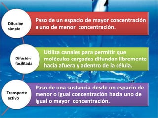 Difusión facilitada Difusión simple  Transporte  activo 