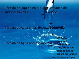 Pérdida de Liquido en el Sudor: volumen de sudor 100ml/día  1 o 2 L/h Pérdida de Agua en las Heces  100ml/día Pérdida de Agua por los Riñones  0,5 L/día -persona deshidratada  20 L/día en una persona que ha bebido cantidades enormes de agua. 