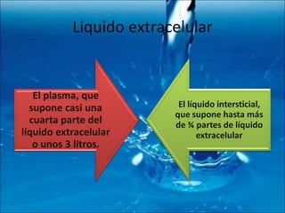 Liquido extracelular 