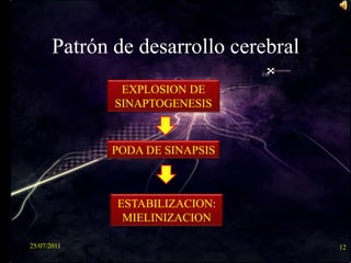 Patrón de desarrollo cerebral25/07/201112EXPLOSION DE SINAPTOGENESISPODA DE SINAPSISESTABILIZACION:MIELINIZACION