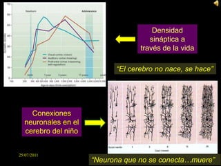 13Densidad sináptica a través de la vida“El cerebro no nace, se hace”Conexiones neuronales en el cerebro del niño“Neurona que no se conecta…muere”25/07/2011