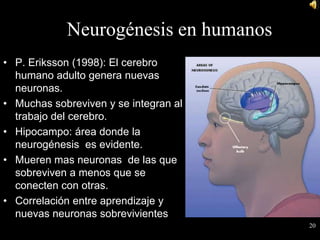Las neuronas espejo (1996)