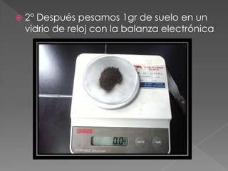    2° Después pesamos 1gr de suelo en un
    vidrio de reloj con la balanza electrónica
 