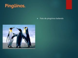  Foto de pingüinos bailando
 