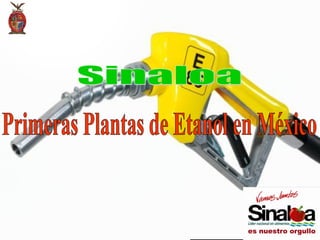 Primeras Plantas de Etanol en México Sinaloa 