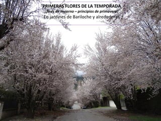PRIMERAS FLORES DE LA TEMPORADA
(fines de invierno – principios de primavera)
En jardines de Bariloche y alrededores
 