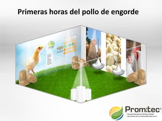 Primeras horas del pollo de engorde




                               Soluciones Naturales para Alimentos y Bebidas
                               www.promitec.com.co, innovacion@promitec.com.co
 