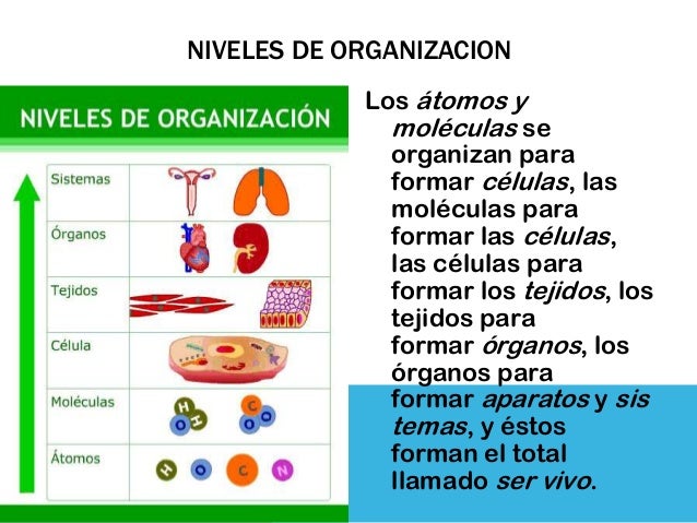 Cómo Se Organizan Las Células De Los Seres Vivos