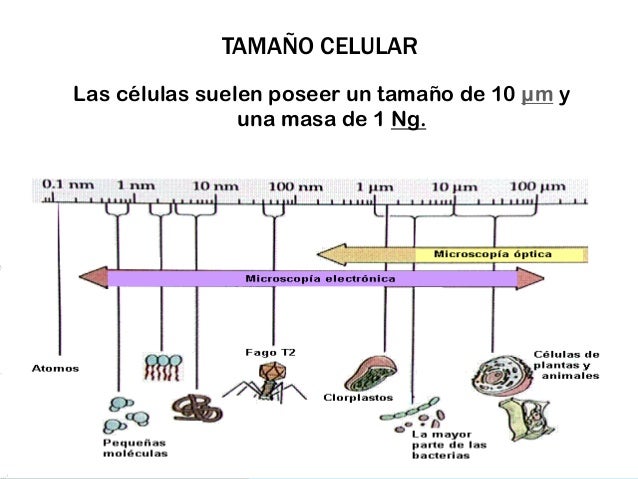 Primera unidad de biologia celular