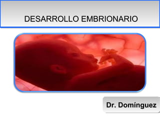 DESARROLLO EMBRIONARIO
DESARROLLO EMBRIONARIO




               Dr. Domínguez
               Dr. Domínguez
 