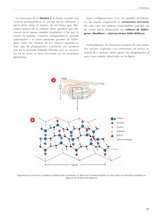 4. Proteínas
55
La estructura de la lámina β se forma cuando una
cadena polipeptídica se pliega hacia adelante y
hacia atrás sobre sí misma, de tal forma que dife-
rentes tramos de la cadena, bien aquellos que dis-
curren en el mismo sentido (paralelos) o los que lo
hacen en sentido contrario (antiparalelos), quedan
enfrentados y se unen mediante puentes de hidró-
geno entre los átomos de los enlaces peptídicos.
Este tipo de plegamiento, estudiado por primera
vez en la proteína llamada fibroína que se encuen-
tra en la seda, es muy frecuente en las proteínas
globulares.
Esquemas de la estructura secundaria en lámina β de las proteínas. A) Molécula de inmunoglobulina con una región con estructura secundaria en
lámina β. B) Detalle de la lámina β.
Carbono
Nitrógeno
Oxígeno
Hidrógeno
Radical
Enlace de hidrógeno
Estas configuraciones a su vez pueden reordenar-
se, de nuevo, originando la estructura terciaria.
En este caso los enlaces responsables pueden ser
de varios tipos, destacando los enlaces de hidró-
geno, disulfuro e interacciones hidrofóbicas.
Generalmente, la estructura terciaria de una prote-
ína incluye regiones con estructura en hélice α,
lámina β e incluso cierto grado de plegamiento al
azar como puede observarse en la figura.
1,39 nm
NH2
HOOC
2,5
nm
A
B
 