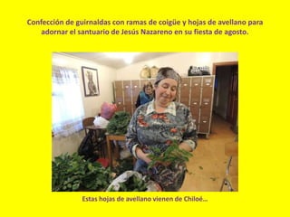Confección de guirnaldas con ramas de coigüe y hojas de avellano para
adornar el santuario de Jesús Nazareno en su fiesta de agosto.
Estas hojas de avellano vienen de Chiloé…
 