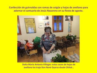 Confección de guirnaldas con ramas de coigüe y hojas de avellano para
adornar el santuario de Jesús Nazareno en su fiesta de agosto.
Doña María Antonia Villegas: estos sacos de hojas de
avellano los trajo Don René Oyarzo desde Chiloé…
 