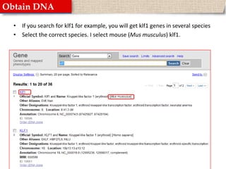 Obtain DNAIf you search for klf1 for example, you will get klf1 genes in several speciesSelect the correct species. I select mouse (Musmusculus) klf1.