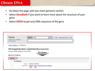 Obtain DNAGo down the page until you reach genomic sectionSelect GeneBank if you want to learn more about the structure of your gene.Select FASTA to get only DNA sequence of the geneGo down