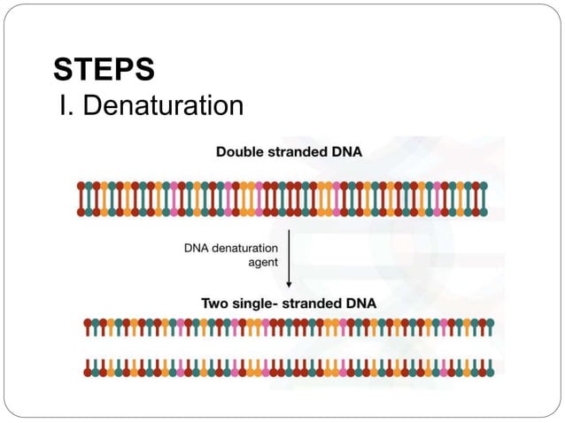 PRIMER DESIGNING IN PCR.pptx