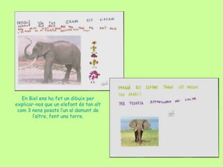 En Biel ens ha fet un dibuix per explicar-nos que un elefant és tan alt com 3 nens posats l’un al damunt de l’altre, fent ...