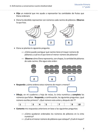 4. Disfrutamos y conservamos nuestra biodiversidad
7
Educación Primaria
1.er
grado
 Elijo un material que me ayude a representar las cantidades de frutas que
Elena ordenará.
 Elena ha decidido representar con números cada racimo de plátanos. Observo
lo que hizo.
 Elena se plantea la siguiente pregunta:
— ¿Cómo puedo averiguar qué racimo tiene el mayor número de
plátanos y cuál es el que tiene el menor número de plátanos?
— Observo cómo Elena representa, con chapas, la cantidad de plátanos
de cada racimo. Ella sigue este orden:
 Respondo: ¿cómo ordeno estos números de mayor a menor?
 Dibujo, en mi cuaderno u hoja de reúso, la cinta numérica y completo los
números que faltan. Respondo, a continuación, las siguientes preguntas: ¿qué
número escribo primero? ¿Qué número esta antes y después del 7?
1 3 4 5 7 9 10
 Comento mis respuestas anteriores en base a las siguientes preguntas:
— ¿Cómo quedaron ordenados los números de plátanos en la cinta
numérica?
— ¿Cuál es el menor número de plátanos que coloqué? ¿Cuál el mayor?
2 6 8
8 2 6
 