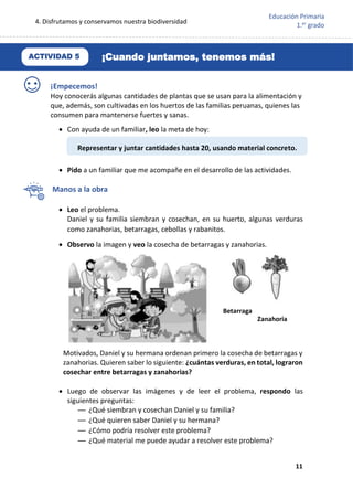 4. Disfrutamos y conservamos nuestra biodiversidad
11
Educación Primaria
1.er
grado
¡Empecemos!
Hoy conocerás algunas cantidades de plantas que se usan para la alimentación y
que, además, son cultivadas en los huertos de las familias peruanas, quienes las
consumen para mantenerse fuertes y sanas.
 Con ayuda de un familiar, leo la meta de hoy:
 Pido a un familiar que me acompañe en el desarrollo de las actividades.
Manos a la obra
 Leo el problema.
Daniel y su familia siembran y cosechan, en su huerto, algunas verduras
como zanahorias, betarragas, cebollas y rabanitos.
 Observo la imagen y veo la cosecha de betarragas y zanahorias.
Motivados, Daniel y su hermana ordenan primero la cosecha de betarragas y
zanahorias. Quieren saber lo siguiente: ¿cuántas verduras, en total, lograron
cosechar entre betarragas y zanahorias?
 Luego de observar las imágenes y de leer el problema, respondo las
siguientes preguntas:
— ¿Qué siembran y cosechan Daniel y su familia?
— ¿Qué quieren saber Daniel y su hermana?
— ¿Cómo podría resolver este problema?
— ¿Qué material me puede ayudar a resolver este problema?
Representar y juntar cantidades hasta 20, usando material concreto.
Betarraga
Zanahoria
¡Cuando juntamos, tenemos más!
ACTIVIDAD 5
 