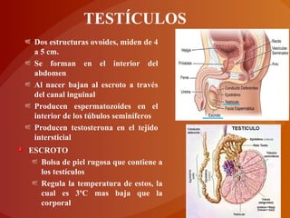Dos estructuras ovoides, miden de 4
a 5 cm.
Se forman en el interior del
abdomen
Al nacer bajan al escroto a través
del canal inguinal
Producen espermatozoides en el
interior de los túbulos seminíferos
Producen testosterona en el tejido
intersticial
ESCROTO
Bolsa de piel rugosa que contiene a
los testículos
Regula la temperatura de estos, la
cual es 3ºC mas baja que la
corporal
TESTÍCULOS
 