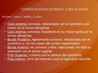 Presenta: 2 caras, 2 bordes y 2 polos
• Cara externa: convexa, relacionada con el epidídimo por
medio de la túnica albugínea
• Cara interna: convexa, recubierta en su mayor parte por la
túnica albugínea
• Borde Posterior: ligeramente convexo, relacionado con el
epidídimo y con los vasos del cordón espermático
• Borde Anterior: es convexo y libre, relacionado en toda su
extensión con la túnica vaginal
• Polo Superior: cubierto por la cabeza del epidídimo
• Polo Inferior: sirve de inserción para el ligamento escrotal
CONFIGURACION EXTERNA Y RELACIONES
 