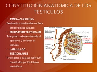 • TUNICA ALBUGINEA
Resistente e inextensible confiere
el color blanco azulado
• MEDIASTINO TESTICULAR
Triangular. La base orientada al
epidídimo y el vértice al
testículo
• LOBULILLOS
TESTICULARES
Piramidales o cónicas (250-300)
constituidos por los túbulos
seminíferos
 