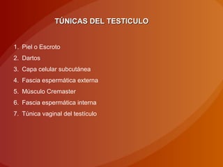 TÚNICAS DEL TESTICULOTÚNICAS DEL TESTICULO
1. Piel o Escroto
2. Dartos
3. Capa celular subcutánea
4. Fascia espermática externa
5. Músculo Cremaster
6. Fascia espermática interna
7. Túnica vaginal del testículo
 