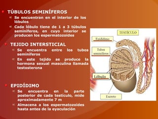 TÚBULOS SEMINÍFEROS
Se encuentran en el interior de los
lóbulos
Cada lóbulo tiene de 1 a 3 túbulos
seminíferos, en cuyo interior se
producen los espermatozoides
TEJIDO INTERSTICIAL
Se encuentra entre los tubos
seminíferos
En este tejido se produce la
hormona sexual masculina llamada
testosterona
EPIDÍDIMO
Se encuentra en la parte
posterior de cada testículo, mide
aproximadamente 7 m
Almacena a los espermatozoides
hasta antes de la eyaculación
Lóbulo
 