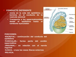 CONDUCTO DEFERENTE
Inicia en la cola del epidídimo y
termina en el conducto de la
vesícula seminal
Transporta a los espermatozoides
desde el epidídimo hasta el
conducto eyaculador
PORCIONES:
•ESCROTAL.- continuación del conducto del
epidídimo
•FUNICULAR.- forma parte del cordón
espermático
•INGUINAL.- en relación con el nervio
inguinal
•ILÍACA.- cruza los vasos iliacos externos
•PELVICA.
 