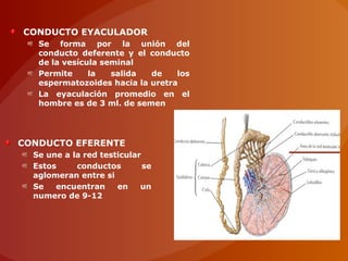 CONDUCTO EYACULADOR
Se forma por la unión del
conducto deferente y el conducto
de la vesícula seminal
Permite la salida de los
espermatozoides hacia la uretra
La eyaculación promedio en el
hombre es de 3 ml. de semen
CONDUCTO EFERENTE
Se une a la red testicular
Estos conductos se
aglomeran entre si
Se encuentran en un
numero de 9-12
 