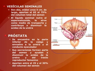 VESÍCULAS SEMINALES
Son dos, miden unos 5 cm. de
largo, aportan el 65 al 75%
del volumen total del semen
El líquido seminal nutre al
espermatozoide, le sirve
como medio de transporte y
contribuye a disminuir la
acidez de la uretra
PRÓSTATA
Se encuentra en la parte
inferior de la vejiga y
envuelve a la uretra y al
conducto eyaculador
Sus secreciones forman parte
del semen y ayudan a
disminuir la acidez de la
uretra y del tracto
reproductor femenino
Aportan entre el 25 y el 30%
del volumen del semen
 